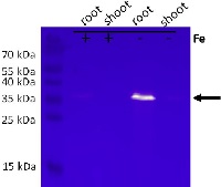 KrP | Kelch repeat-containing protein / galactose oxidase (At3g07720) in the group Antibodies Plant/Algal / Plant Developmental Biology / Plant Signal Transduction at Agrisera AB (Antibodies for research) (AS14 2764)